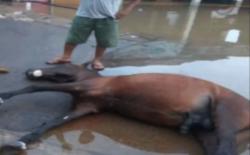 Detik-Detik Kuda Delman Mati saat Nekat Terobos Banjir