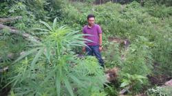 Polisi Temukan 1 Hektare Ladang Ganja Siap Panen di Bengkulu