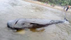 Jarang Terjadi, Paus Pilot Terdampar di Tepi Pantai Selatan Gorontalo
