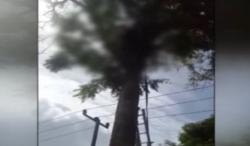 Detik-Detik Pria asal Bangka Barat Tewas Tersengat Listrik di Atas Pohon Petai