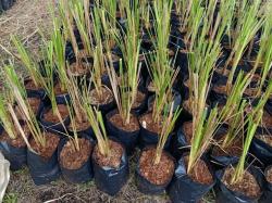Ratusan Bibit Tanaman Vetiver Ditanam untuk Cegah Longsor di Luwu Timur