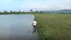 Target Produksi Padi di Sumsel Turun karena Luas Lahan Sawah Menyusut