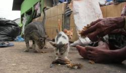 Demi Rawat Belasan Kucing, Nenek di Semarang Rela Tinggal di Tempat Pembuangan Sampah<