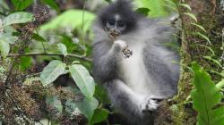 Surili, Monyet Langka Endemik Jawa Barat Berkeliaran di Cibeber Cianjur 2 Bulan Terakhir<