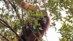 Hari Orang Utan Sedunia, DPR Dorong Pemerintah Tingkatkan Konservasi Habitat
