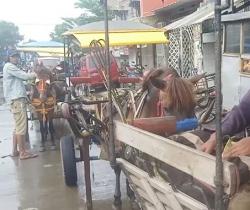 Pemkot Jaksel Gelar Vaksin dan Suntik Tetanus Gratis 39 Kuda