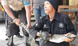 BKSDA Rehabilitasi Buaya Muara yang Ditangkap di Sungai Progo Sleman