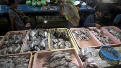  Lindungi Nelayan, Pemda DIY Siapkan Pelelangan Ikan Berbasis Digital