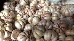 Harga Bawang Putih Sentuh Rp40.000 per Kg, Satgas Pangan Beberkan Biang Keroknya