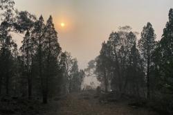 Hilang 5 Hari di Hutan saat Hujan Lebat, Perempuan Australia Ditemukan Hidup
