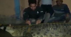 Buaya Raksasa Pemangsa Manusia di Sungai Lasolo Konawe Utara Ditangkap Warga