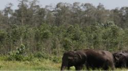 Gajah yang Serang Anggota TNI hingga Tewas Ternyata sedang Birahi