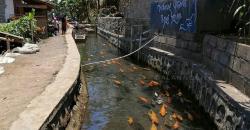 Keunikan Wisata di Banyuwangi, Ada Selokan Jernih Dijadikan Kolam Ikan Koi