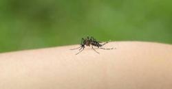 Selain Virus Corona, Jangan Abaikan DBD dan Cegah dengan Ekstrak Sereh