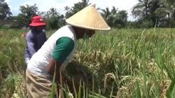 Harga Gabah Semakin Anjlok, Petani di Kendal Tolak Rencana Impor Beras