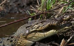 Ngeri! Bocah Perempuan di Kuansing Diterkam Buaya saat Mandi di Sungai, Begini Kondisinya<