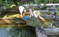 Warga Gunungkidul Sukses Kembangkan Lobster Air Tawar, 1 Kg Dijual Rp150.000