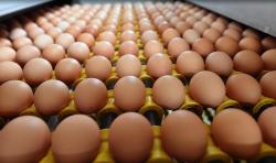 Singapura Tarik Telur Impor Malaysia setelah Temuan Kontaminasi Bakteri Salmonella