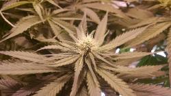 Albania Berencana Legalkan Penanaman Ganja
