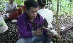 Petani Kolang-Kaling di Pekalongan Raup Untung Berlipat di Bulan Ramadan
