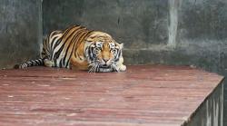 Suami Dibunuh Harimau, 3.000 Perempuan di Desa Ini Menjadi Janda