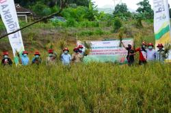 Panen Padi Meningkat, Program SERASI Sukses di Kalsel