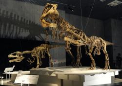 Peneliti Argentina Temukan Fosil Predator Besar dari Zaman Akhir Dinosaurus
