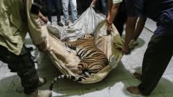 Harimau Sumatera Mati Terkena Jeratan Pemburu