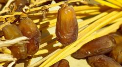 Puasa Syawal Baik untuk Menjaga Sistem Pencernaan, Begini Penjelasan Pakar