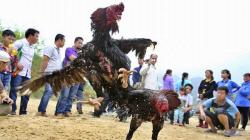Asyik Judi Sabung Ayam, PNS Purna Bakti Ini Ditangkap Bareng 4 Orang<