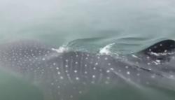 Video Kawanan Hiu Tutul Muncul di Laut Jawa Pasuruan