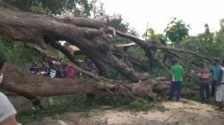 Jalan Trans Flores di Sikka Lumpuh Total 12 Jam Gara-Gara Pohon Tumbang