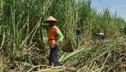 Holding Perkebunan Rombak Direksi 10 Anak Perusahaan Non-PTPN