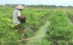 Nilai Tukar Petani Juni Naik 0,13 Persen Jai 99,60
