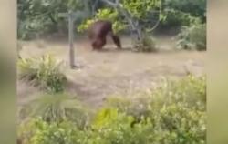 Video Viral Kemunculan Orangutan Berukuran Besar di Pinggir Jalan Kotawaringin Timur