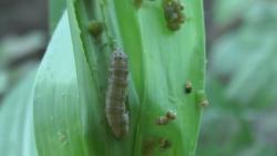 Diserbu Ulat Grayak, Petani Jagung di Situbondo Terancam Gagal Panen<