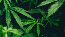 Drummer J-Rocks Ditangkap, Barang Bukti 1 Kg Ganja