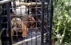 Video Warga Solok Tangkap Harimau Sumatera Diberi Umpan Ternak
