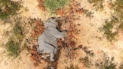  360 Gajah Afrika Mati Misterius di Bostwana, Disebabkan Covid-19?