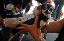 Pandemi Covid-19, Dinas KPKP Tetap Aktif Vaksin Rabies di Jakbar