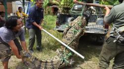 Buaya Muara Sepanjang 3 Meter Ditangkap Warga di Sungai Cidanau Serang