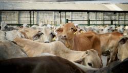 Tekan Impor Daging, Mentan Ingin Buat 1.000 Desa Sapi