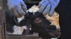 Jasa Salon Kambing Ramai Jelang Idul Adha