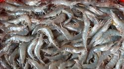 KKP Akan Bangun Klaster Tambak Udang 5,1 Hektare di Aceh Timur