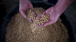  Harga Kedelai Dunia Melambung, Kemendag Jamin Stok di Dalam Negeri Aman