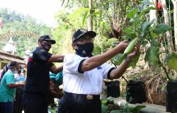 Luncurkan Gempar, Pemkab Kulonprogo Wujudkan Kemandirian Pangan dari Pekarangan