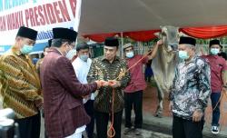 Menag Serahkan Sapi Kurban Peranakan Ongole 1 Ton Milik Jokowi ke Masjid Istiqlal
