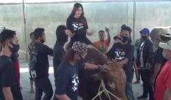 Penyanyi Dangdut Via Vallen Naiki Sapi Kurbannya 'Hulk' Sebelum Disembelih