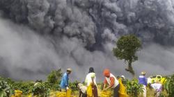 Gunung Sinabung Kembali Erupsi, BMKG Sebut Level Siaga<