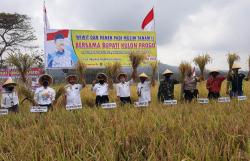 Kembangkan Padi Sintanur, Petani Kulonprogo Panen Raya